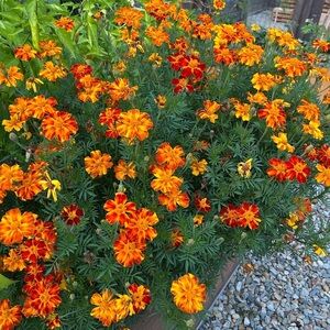 Vibrant Orange Marigold Seeds Mix